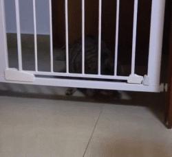 喵星人可是一个很神奇的物种,喵星人真的是一种神奇的物种