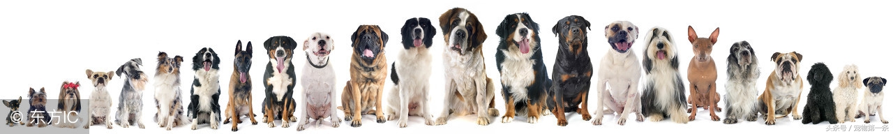 怎么预防狗犬瘟热,成年狗怎么预防犬瘟热