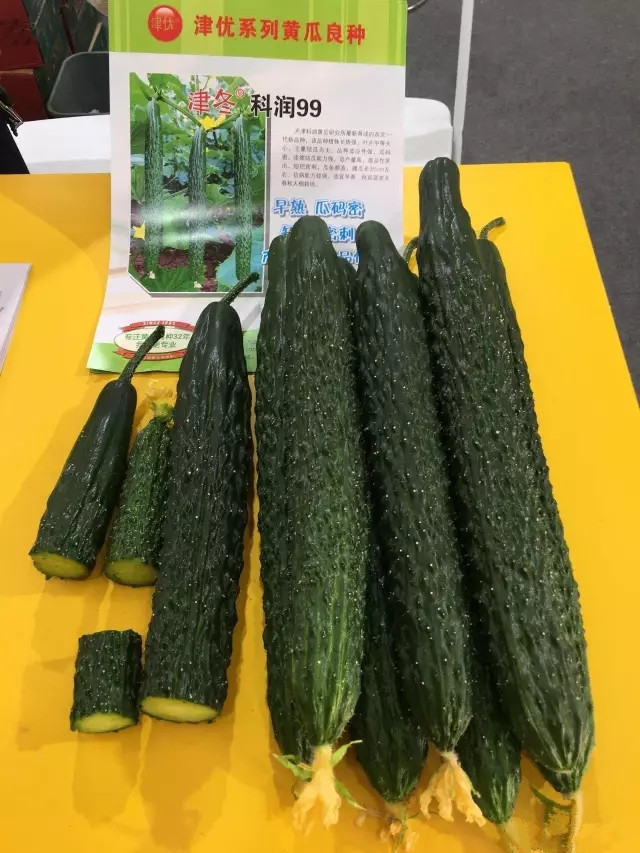很多人不知道的黄瓜品种,黄瓜要想口感好选对品种很重要