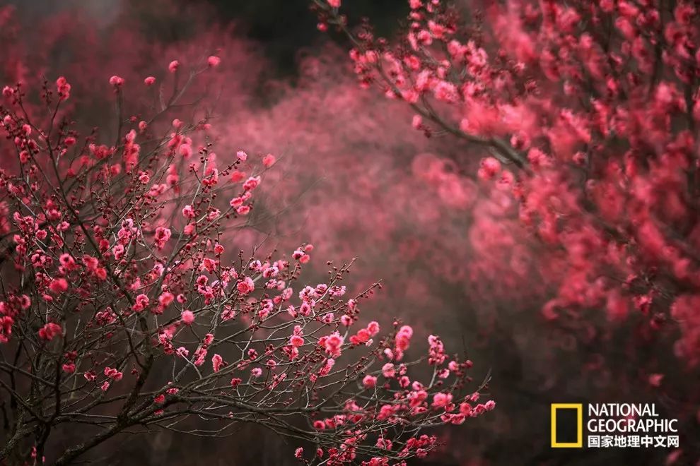 错过需再等一年！来南京看万株梅花海“淡粉宫妆”！