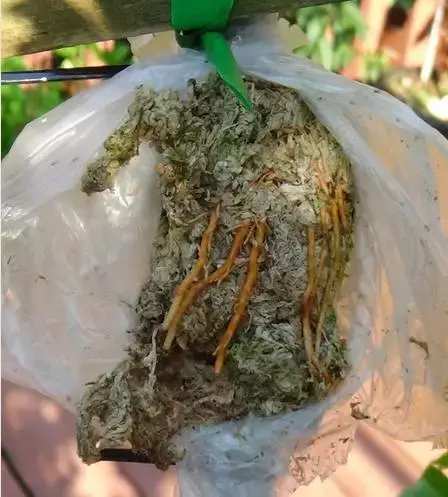 米兰花养殖方法米兰夏天能暴晒吗,米兰花怎样养又粗又壮