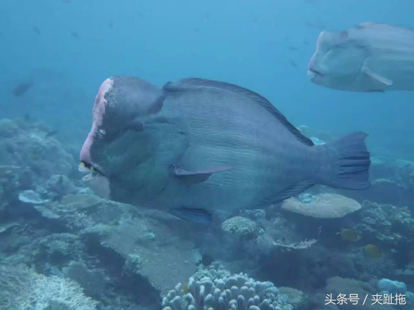 马来西亚仙本那岛最佳旅游时间,马来西亚的沙巴岛特色