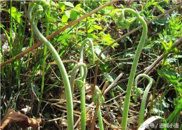现在的季节有哪些野菜可以吃,又到了吃野菜的季节你认识野菜不