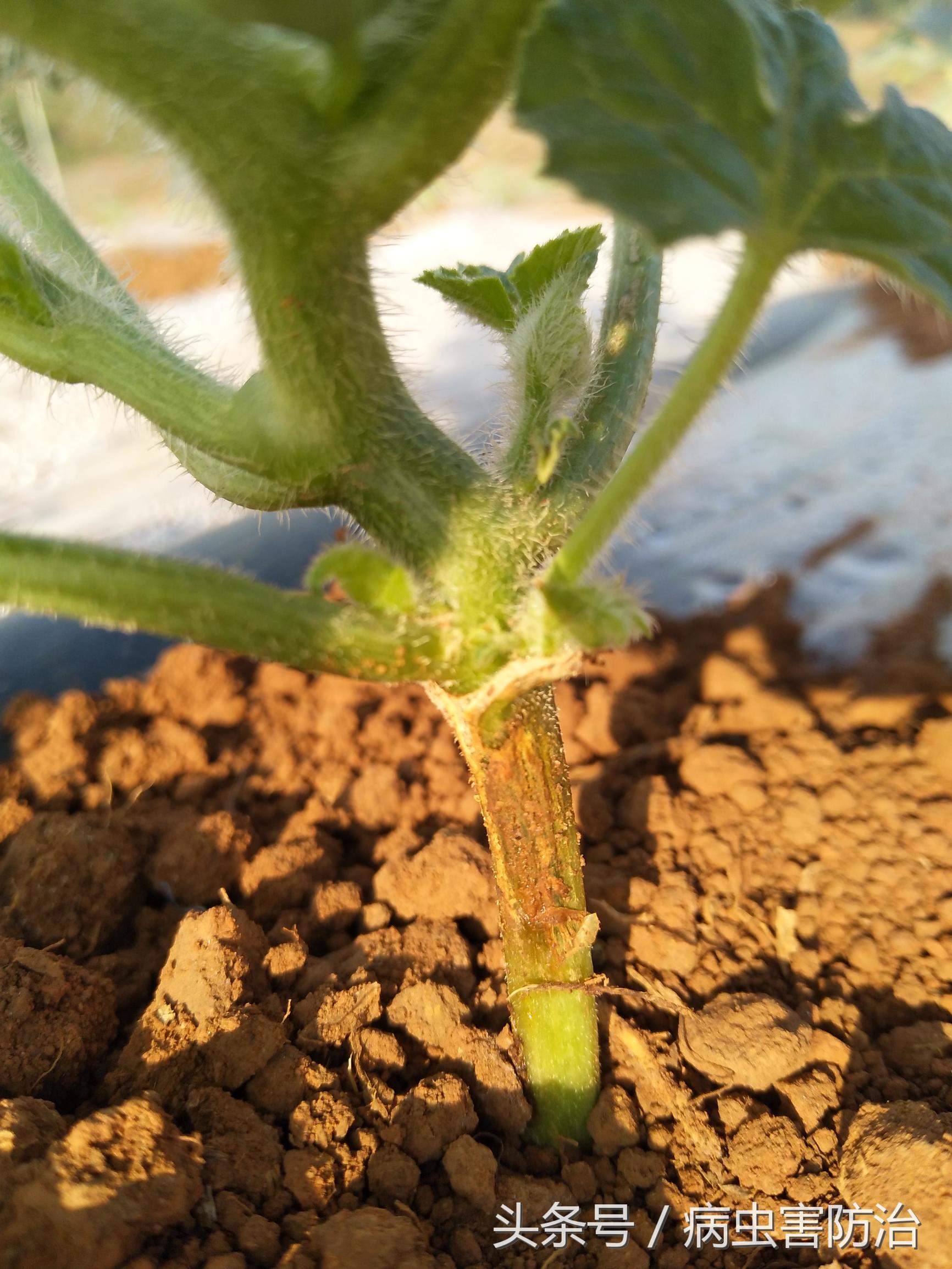 西瓜病害高清图谱大棚,西瓜各种病害叶子图谱