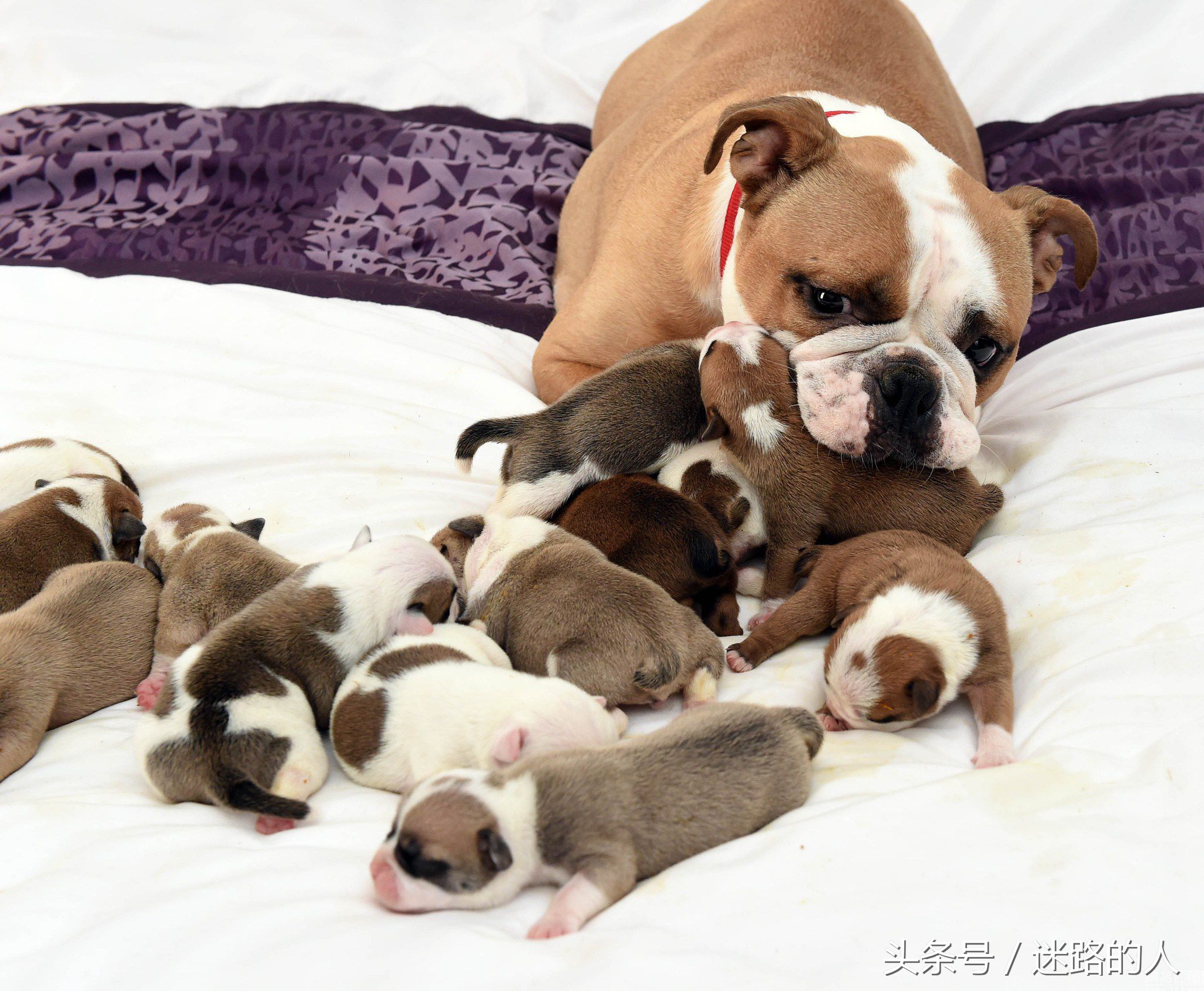 正宗的英国斗牛犬,人类的好朋友除了青蛙还有什么