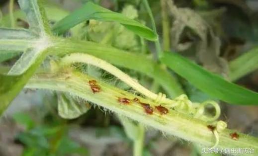 大棚西瓜叶片病害图谱,西瓜伸蔓期主要病害