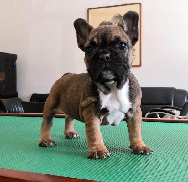 牛牛很挑食,牛牛爱挑食怎么弄
