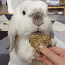 学狗叫是什么病能治好吗,什么情况下发病学狗叫