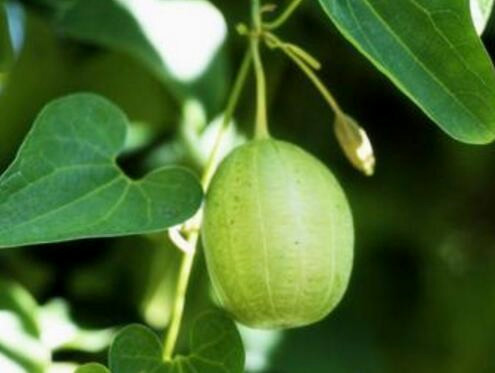 马兜铃多少钱一斤收购,贯叶马兜铃多少钱一斤