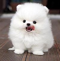 人畜共患寄生虫的影响,人畜共患寄生虫主要有哪些