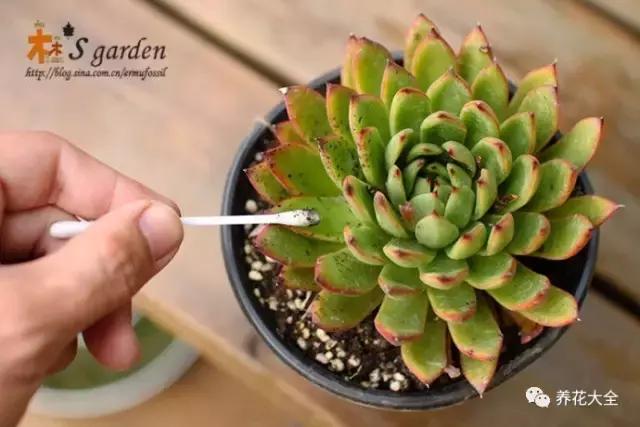 多肉除虫最佳时间,多肉怎么不用药杀虫