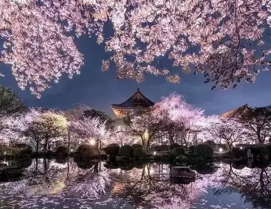 重磅日本签证失效何时恢复,去日本看樱花需要办签证吗