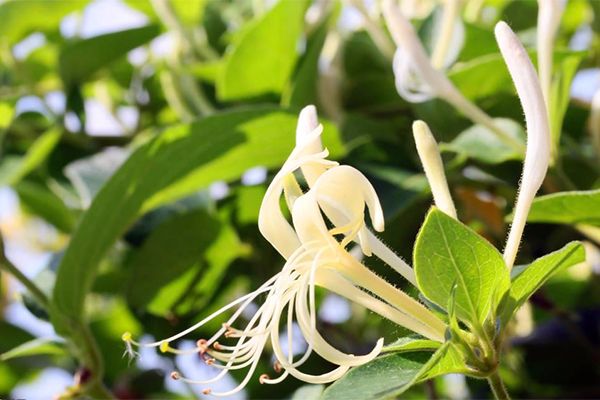 农村常见100种野花图片及名称,农村常见的50种野花名字