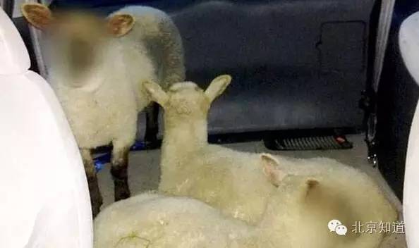 从黑猫警长到男神凯凯，警察蜀黍打码有哪些讲究?