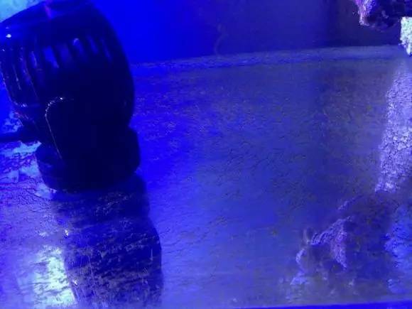 海缸变乳白色,海缸从褐藻变绿藻