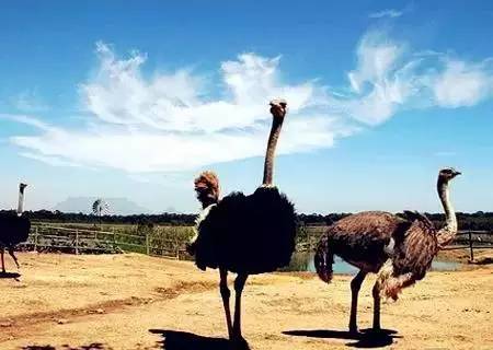 旅游河南推荐中国的迪士尼,河南多少个迪士尼乐园