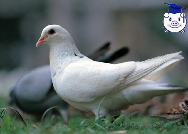 养殖致富项目养猪,最赚钱的养殖业适合穷人养殖创业