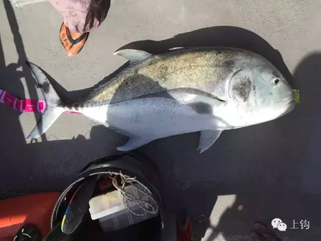 在荒蛮的世界尽头追猎“怪物”