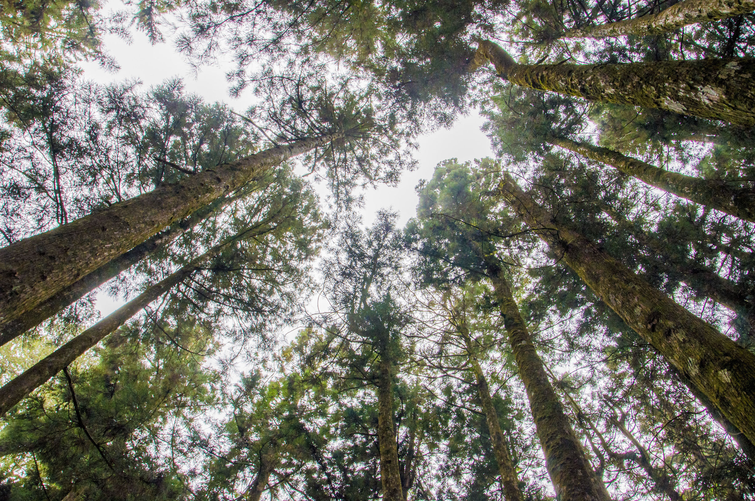 台湾印象图片,台湾印象之日月潭