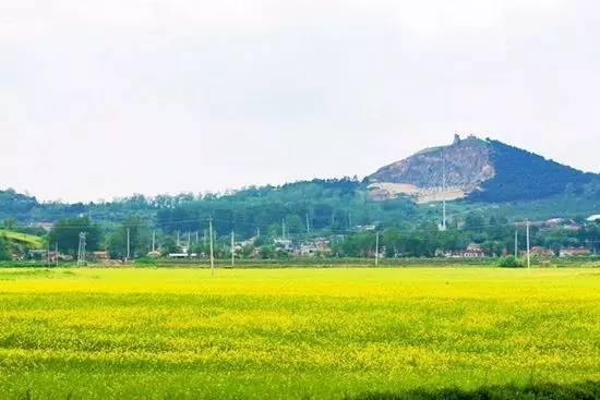 沈阳长白岛油菜花好去处,沈阳北陵区油菜花海