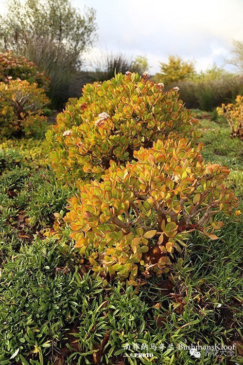 必看|台湾是中国的,多肉是世界的!