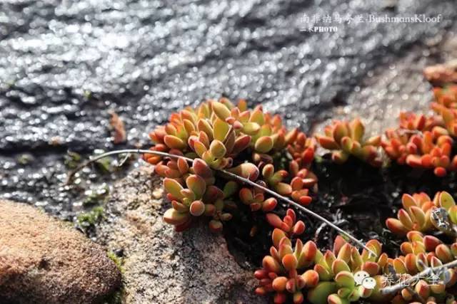 必看|台湾是中国的,多肉是世界的!