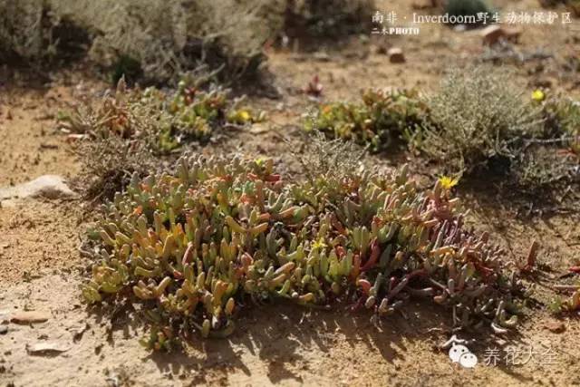 必看|台湾是中国的,多肉是世界的!