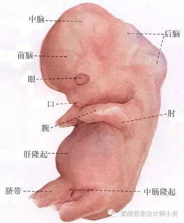 孕育小课堂,孕育课