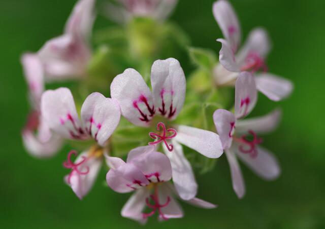 驱蚊虫的正确驱虫方法,驱蚊虫草哪种最好
