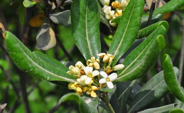 什么草驱蚊虫效果好,罗勒草有驱蚊虫的作用吗