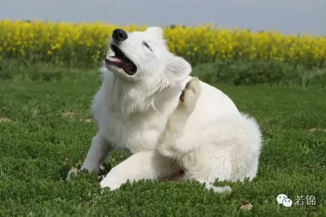 宠物耳螨怎么算痊愈,宠物有耳螨治疗要多少钱