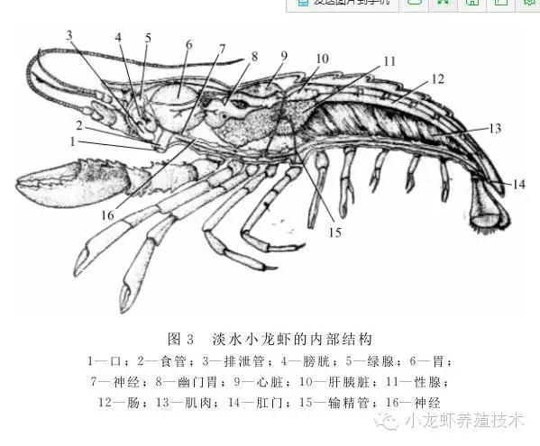 养殖小龙虾对比野生的小龙虾,养殖小龙虾新的方法和技术是什么