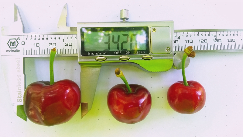 汶川种的是车厘子还是樱桃,汶川和汉源的车厘子有什么区别