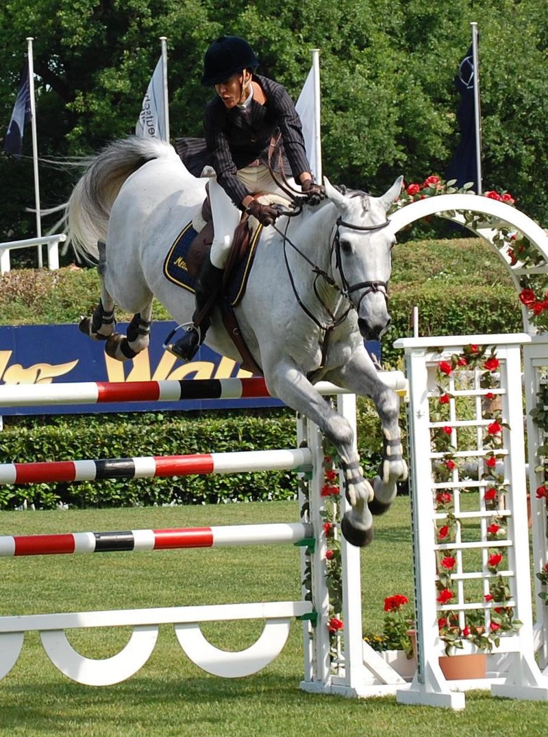 马术需要注意几个误区,观赏马有哪些