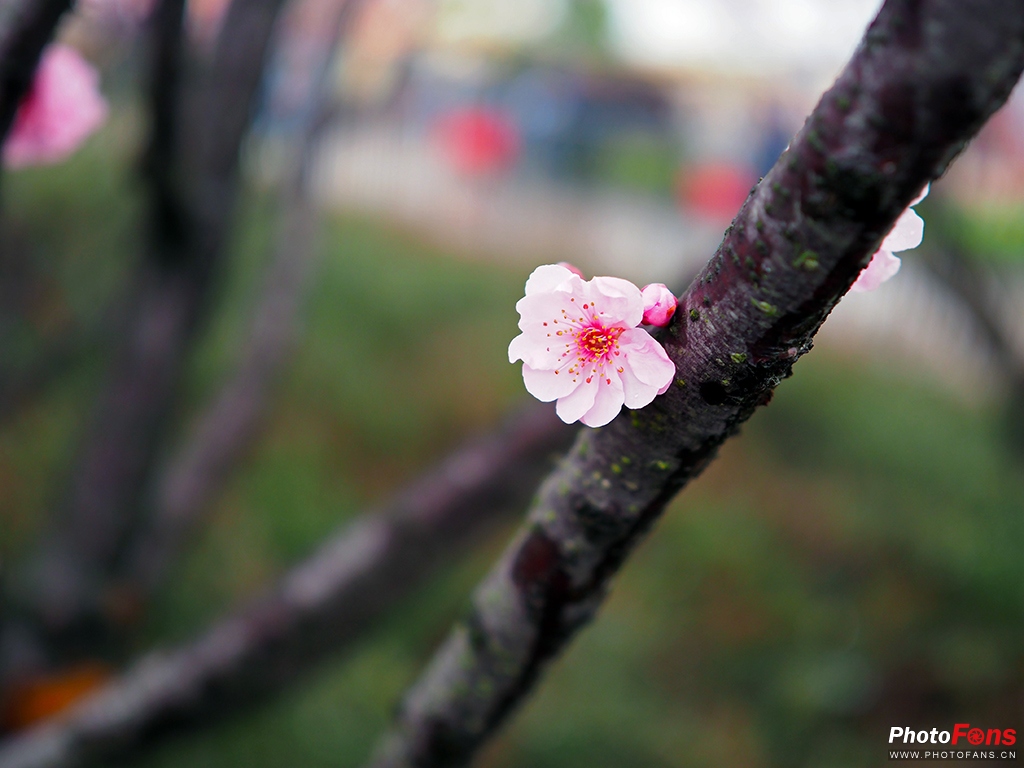 奥林巴斯超长焦镜头1000定焦,奥林巴斯17mmf1.2镜头评测