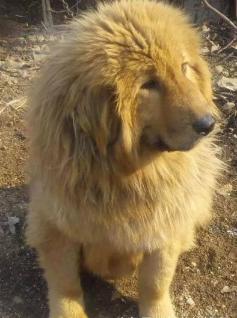 金毛狮王为什么那么多钱,二百元买的金毛