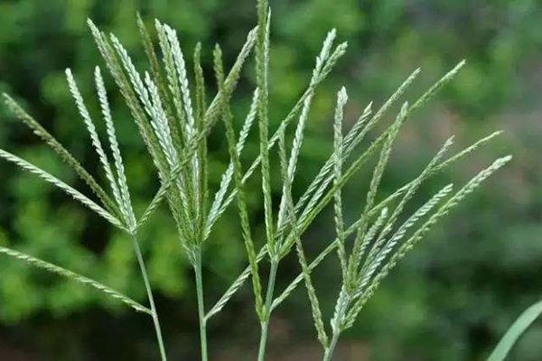 农村常见100种野花图片及名称,农村常见的50种野花名字