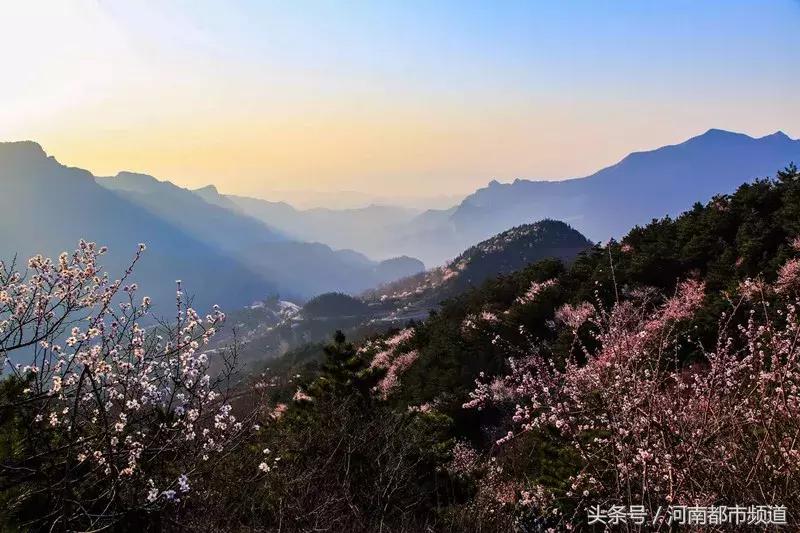 河南最美桃花海,浪漫西藏林芝桃花有多惊艳
