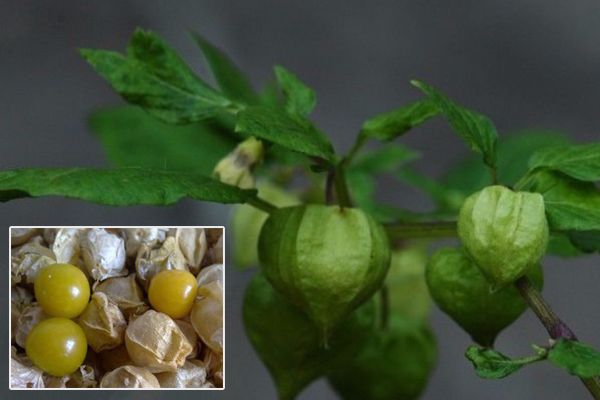 农村常见100种野花图片及名称,农村常见的50种野花名字