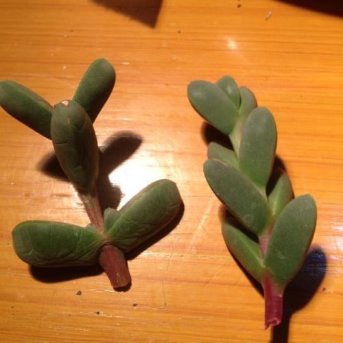 鹿角海棠干瘪了怎么办,鹿角海棠为什么不长底部发干