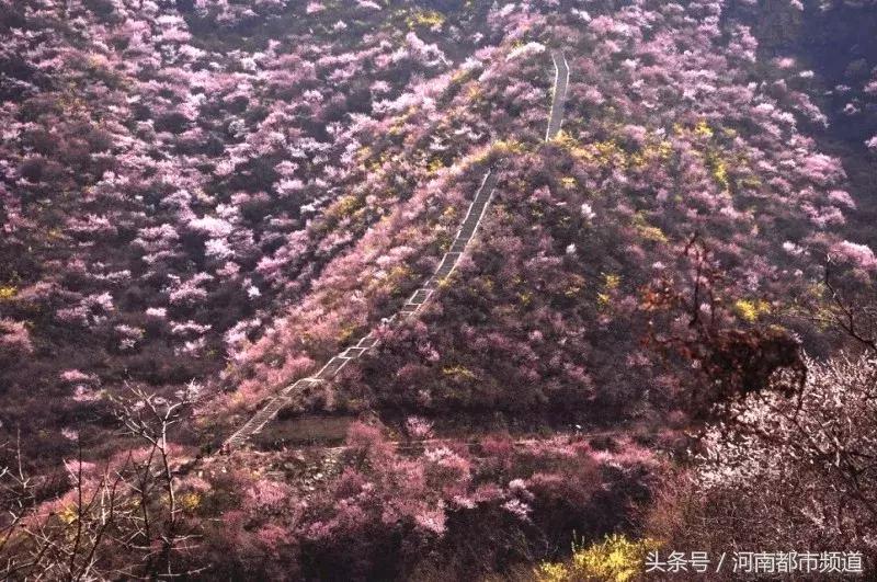 河南最美桃花海,浪漫西藏林芝桃花有多惊艳