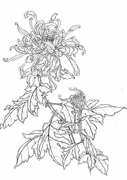 教你一步一步勾勒白描菊花,国画菊花勾线白描怎么画