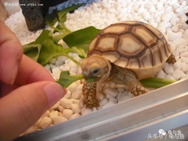 陆龟新手入门教程视频,陆龟蒙诗全集