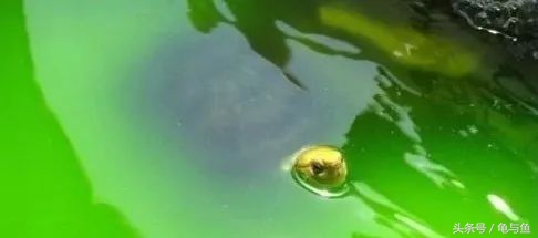 养龟绿水浑浊正常吗,绿水养龟的底层逻辑