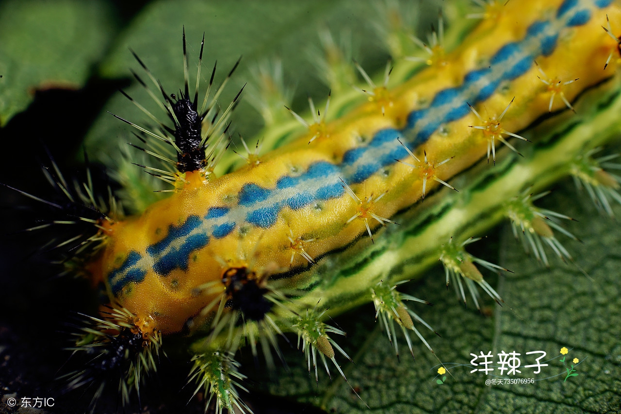 蛇虫鼠蚁咬伤怎么处理,蛇虫鼠蚁怕什么药物