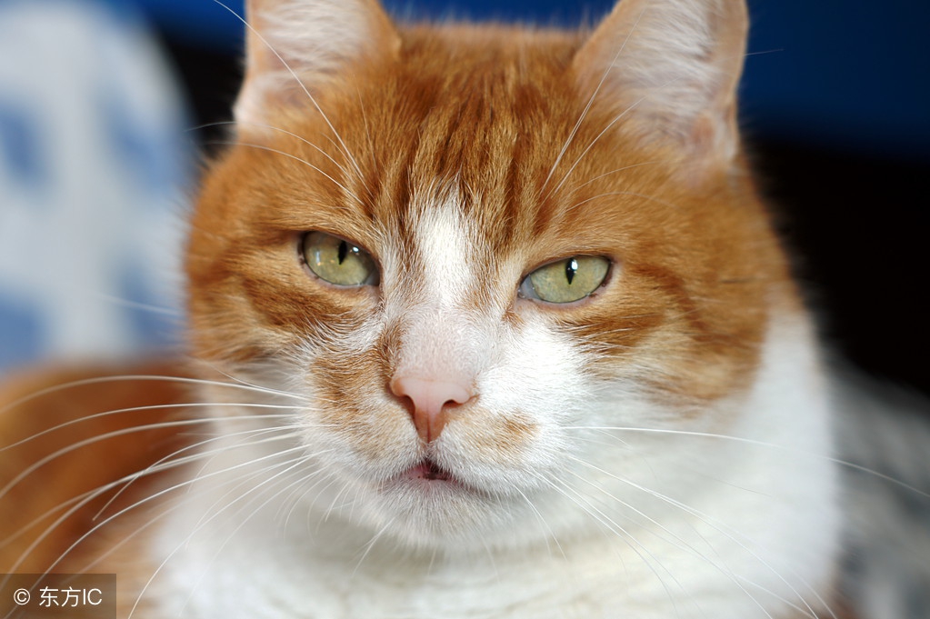 蚊子爱咬o型血准确吗,蚊子为什么咬o型血的人呢