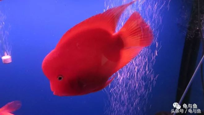 甩尾后的迷你鹦鹉鱼怎么饲养,迷你鹦鹉鱼的小鱼的饲养方法