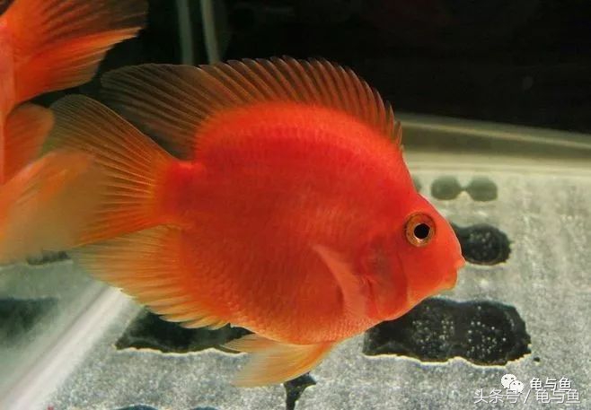 黄鹦鹉鱼和红鹦鹉鱼哪个好,白色鹦鹉鱼和黑白条鹦鹉鱼