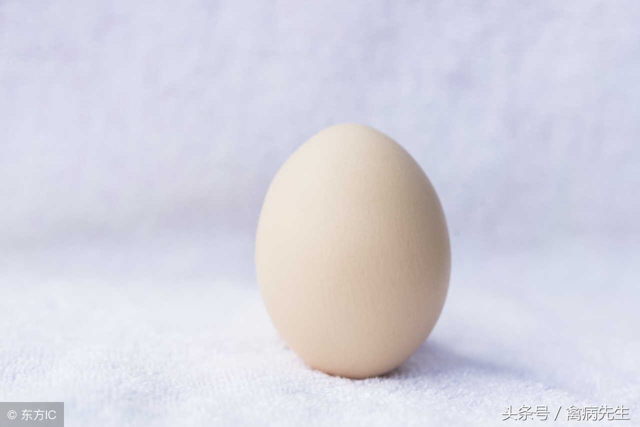 种鸽孵蛋后期死胎原因,种鸽下蛋总下土蛋是什么原因