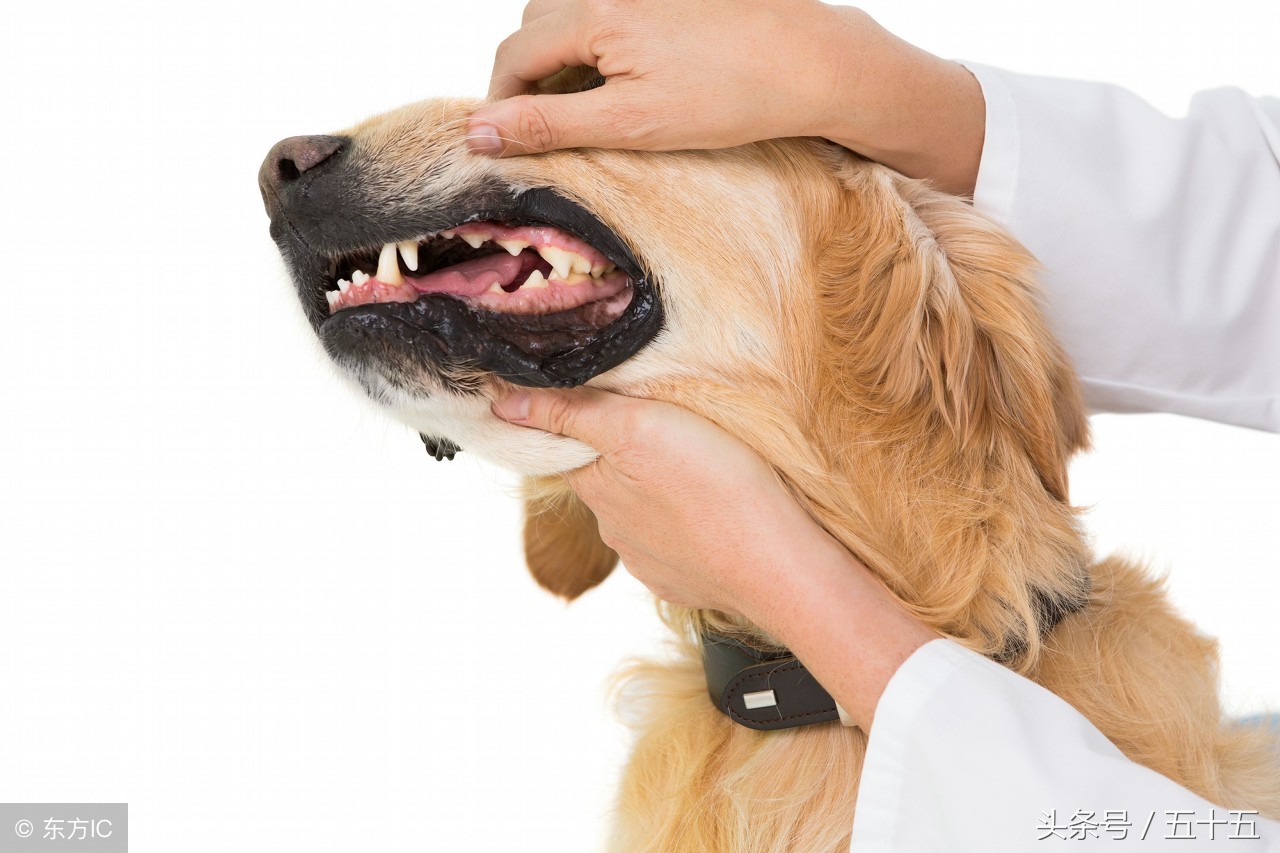 狗狗护食能彻底纠正吗,如何解决狗狗护食现象